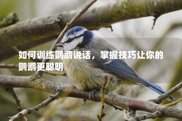 如何训练鹦鹉说话，掌握技巧让你的鹦鹉更聪明