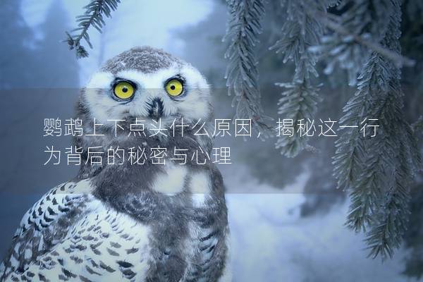 鹦鹉上下点头什么原因，揭秘这一行为背后的秘密与心理