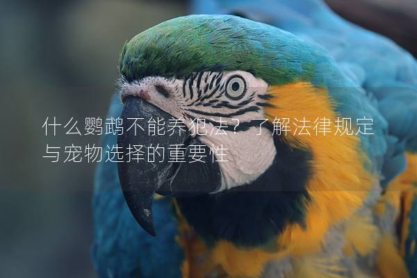 什么鹦鹉不能养犯法？了解法律规定与宠物选择的重要性