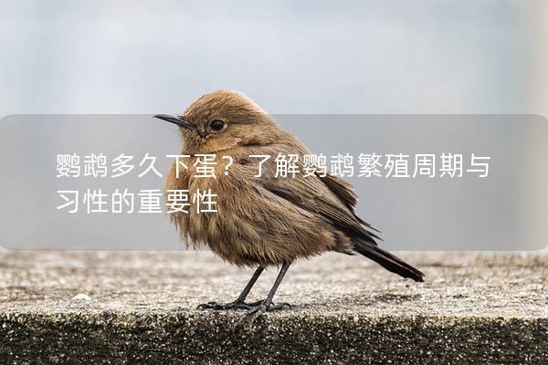 鹦鹉多久下蛋？了解鹦鹉繁殖周期与习性的重要性