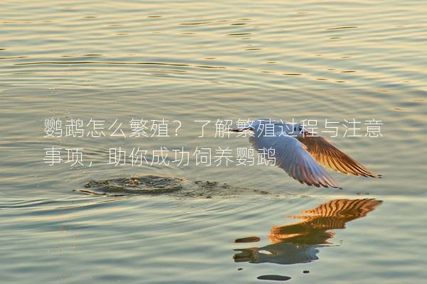 鹦鹉怎么繁殖？了解繁殖过程与注意事项，助你成功饲养鹦鹉