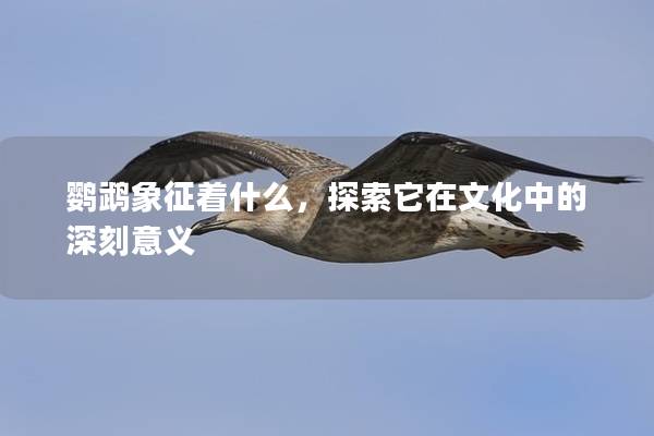 鹦鹉象征着什么，探索它在文化中的深刻意义