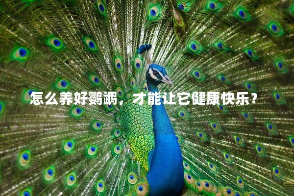 怎么养好鹦鹉，才能让它健康快乐？