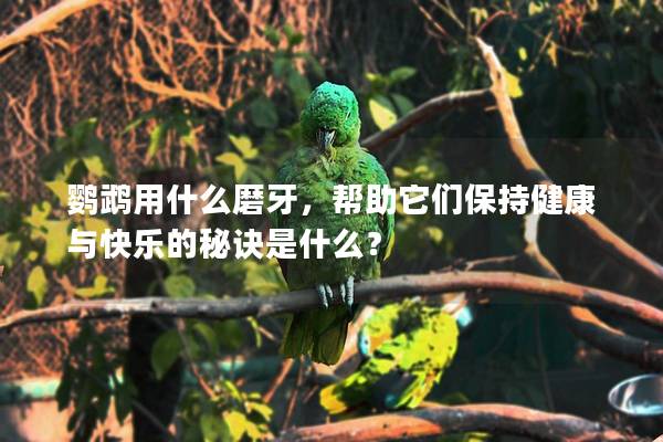 鹦鹉用什么磨牙，帮助它们保持健康与快乐的秘诀是什么？