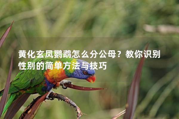 黄化玄凤鹦鹉怎么分公母？教你识别性别的简单方法与技巧