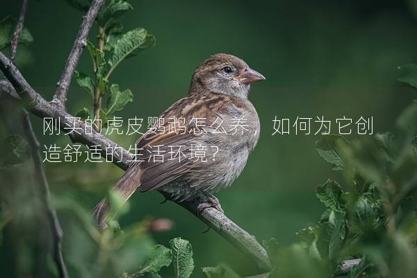 刚买的虎皮鹦鹉怎么养，如何为它创造舒适的生活环境？