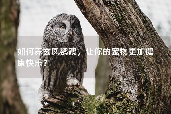 如何养玄凤鹦鹉，让你的宠物更加健康快乐？