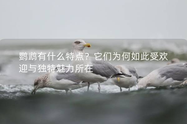 鹦鹉有什么特点？它们为何如此受欢迎与独特魅力所在