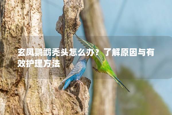 玄凤鹦鹉秃头怎么办？了解原因与有效护理方法