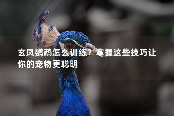 玄凤鹦鹉怎么训练？掌握这些技巧让你的宠物更聪明