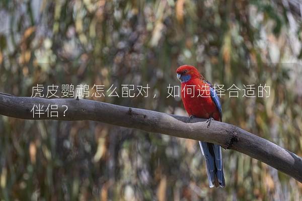 虎皮鹦鹉怎么配对，如何选择合适的伴侣？