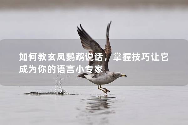 如何教玄凤鹦鹉说话，掌握技巧让它成为你的语言小专家