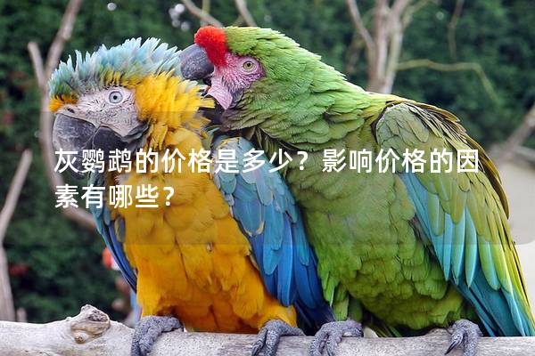 灰鹦鹉的价格是多少？影响价格的因素有哪些？