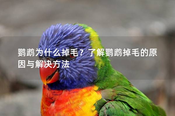 鹦鹉为什么掉毛？了解鹦鹉掉毛的原因与解决方法