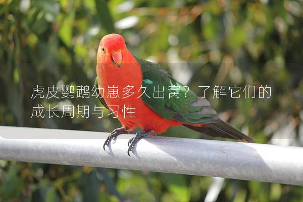 虎皮鹦鹉幼崽多久出窝？了解它们的成长周期与习性