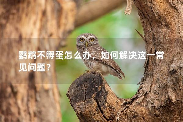 鹦鹉不孵蛋怎么办，如何解决这一常见问题？