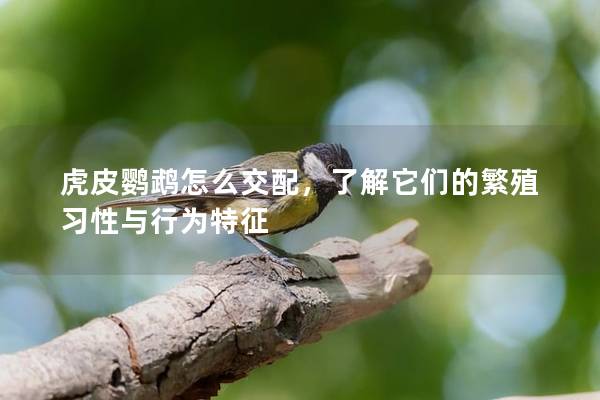 虎皮鹦鹉怎么交配，了解它们的繁殖习性与行为特征