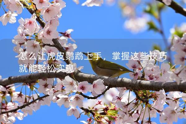 怎么让虎皮鹦鹉上手，掌握这些技巧就能轻松实现