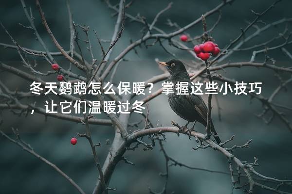 冬天鹦鹉怎么保暖？掌握这些小技巧，让它们温暖过冬
