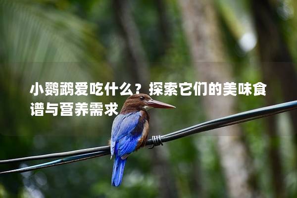 小鹦鹉爱吃什么？探索它们的美味食谱与营养需求
