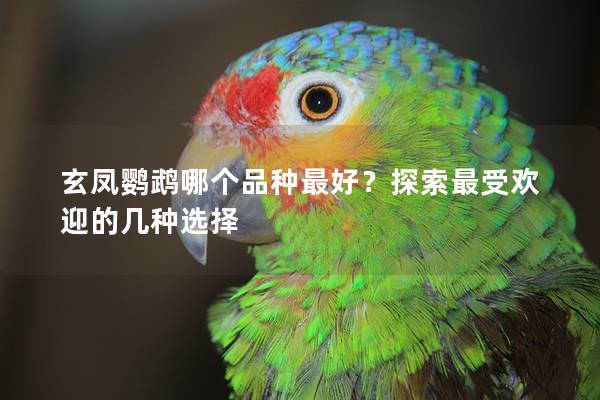 玄凤鹦鹉哪个品种最好？探索最受欢迎的几种选择