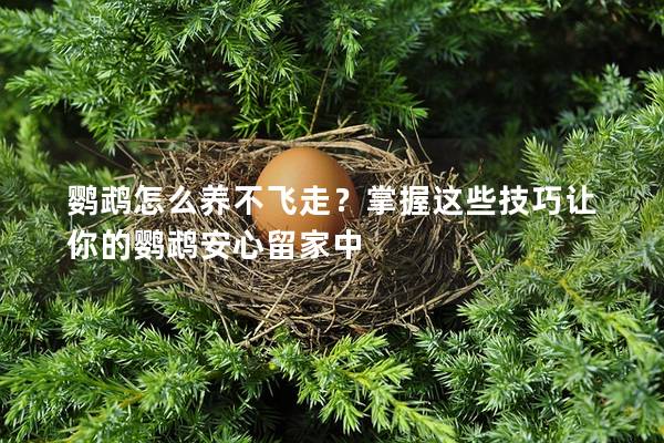 鹦鹉怎么养不飞走？掌握这些技巧让你的鹦鹉安心留家中
