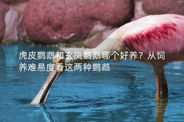 虎皮鹦鹉和玄凤鹦鹉哪个好养？从饲养难易度看这两种鹦鹉