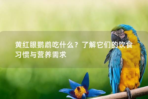 黄红眼鹦鹉吃什么？了解它们的饮食习惯与营养需求
