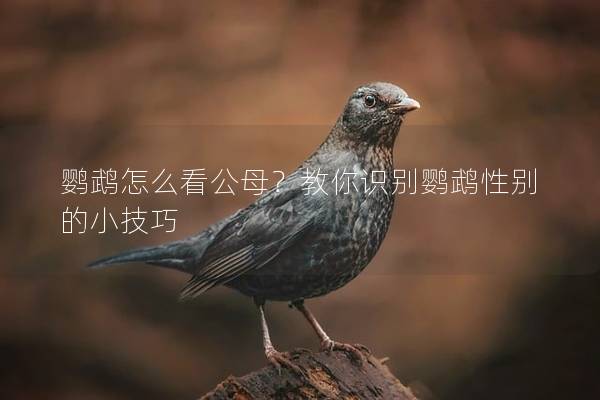 鹦鹉怎么看公母？教你识别鹦鹉性别的小技巧
