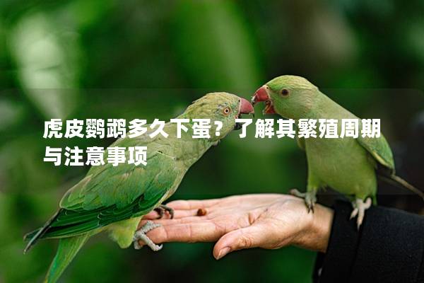 虎皮鹦鹉多久下蛋？了解其繁殖周期与注意事项
