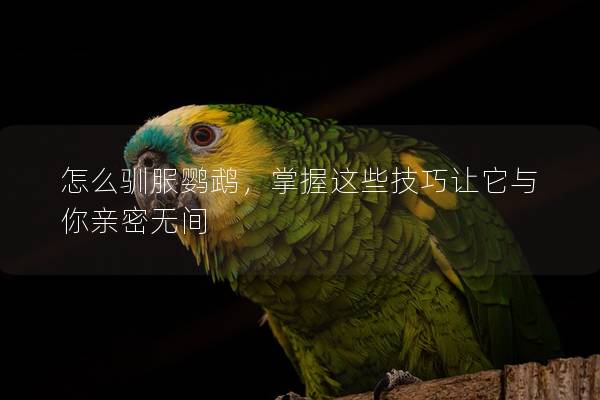 怎么驯服鹦鹉，掌握这些技巧让它与你亲密无间
