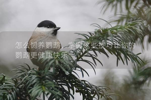 怎么饲养鹦鹉，掌握这些技巧让你的鹦鹉更健康快乐