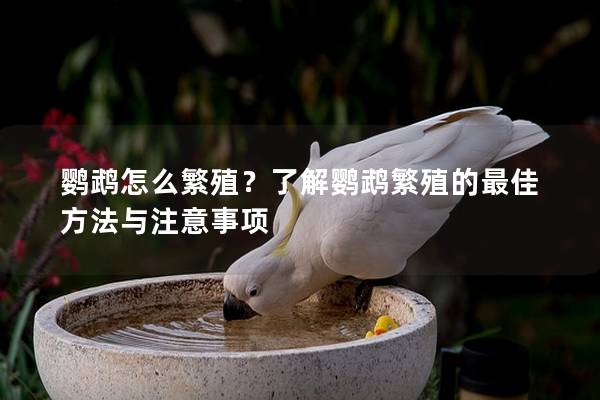 鹦鹉怎么繁殖？了解鹦鹉繁殖的最佳方法与注意事项