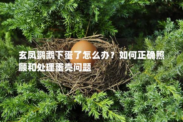 玄凤鹦鹉下蛋了怎么办？如何正确照顾和处理蛋壳问题