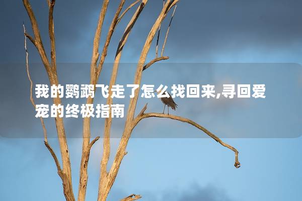 我的鹦鹉飞走了怎么找回来,寻回爱宠的终极指南