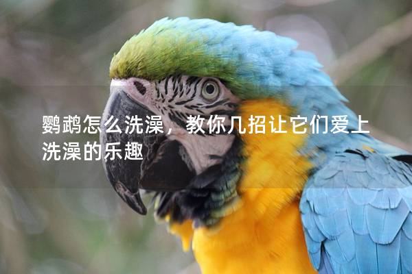 鹦鹉怎么洗澡，教你几招让它们爱上洗澡的乐趣