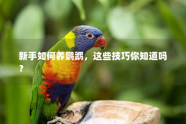 新手如何养鹦鹉，这些技巧你知道吗？