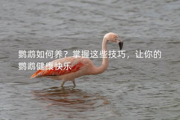 鹦鹉如何养？掌握这些技巧，让你的鹦鹉健康快乐