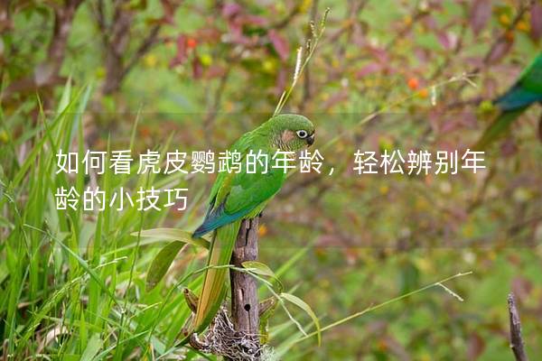 如何看虎皮鹦鹉的年龄，轻松辨别年龄的小技巧