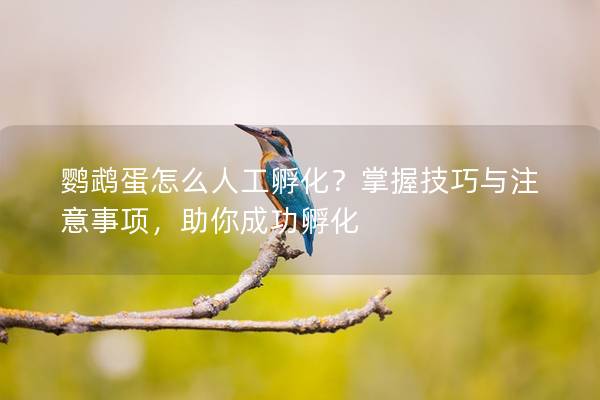 鹦鹉蛋怎么人工孵化？掌握技巧与注意事项，助你成功孵化