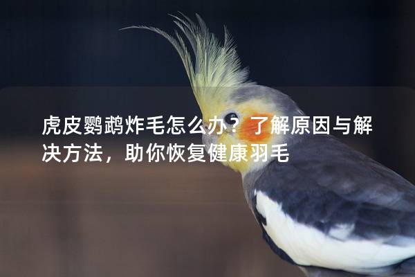 虎皮鹦鹉炸毛怎么办？了解原因与解决方法，助你恢复健康羽毛