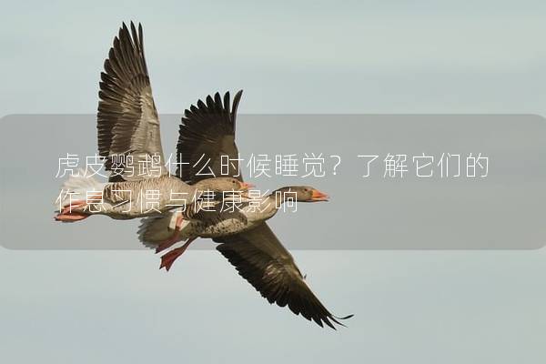 虎皮鹦鹉什么时候睡觉？了解它们的作息习惯与健康影响