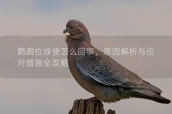 鹦鹉拉绿便怎么回事，原因解析与应对措施全攻略