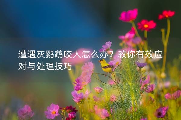 遭遇灰鹦鹉咬人怎么办？教你有效应对与处理技巧
