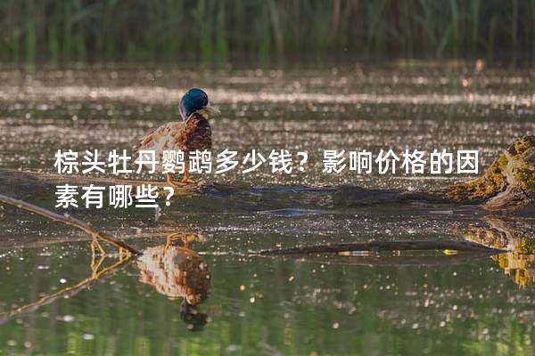 棕头牡丹鹦鹉多少钱？影响价格的因素有哪些？