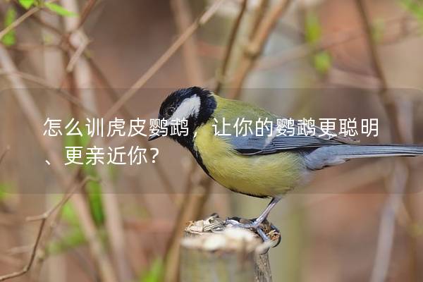 怎么训虎皮鹦鹉，让你的鹦鹉更聪明、更亲近你？