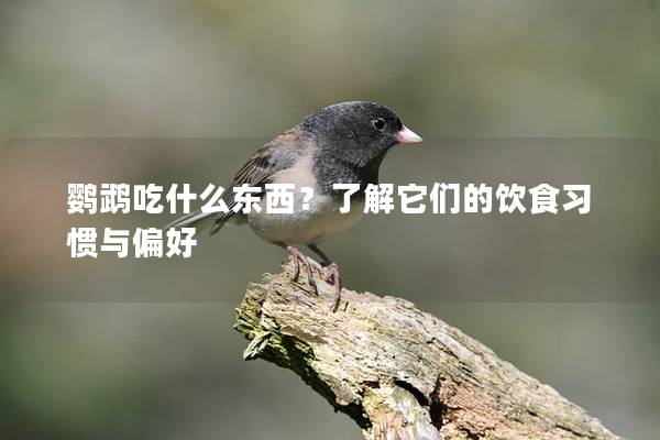 鹦鹉吃什么东西？了解它们的饮食习惯与偏好